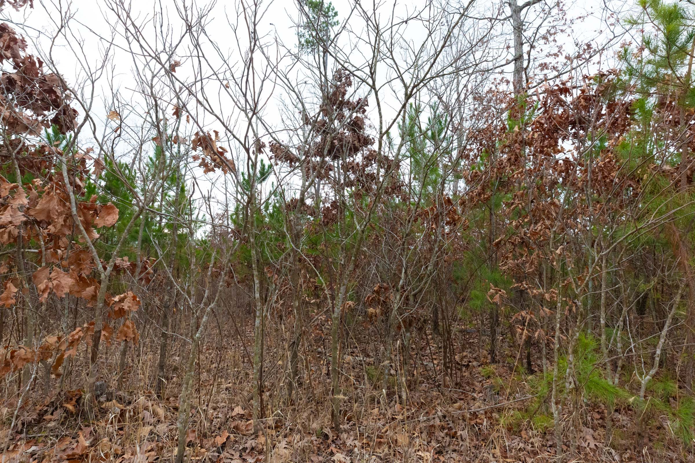 Windy Ridge Tract 13 photo 2