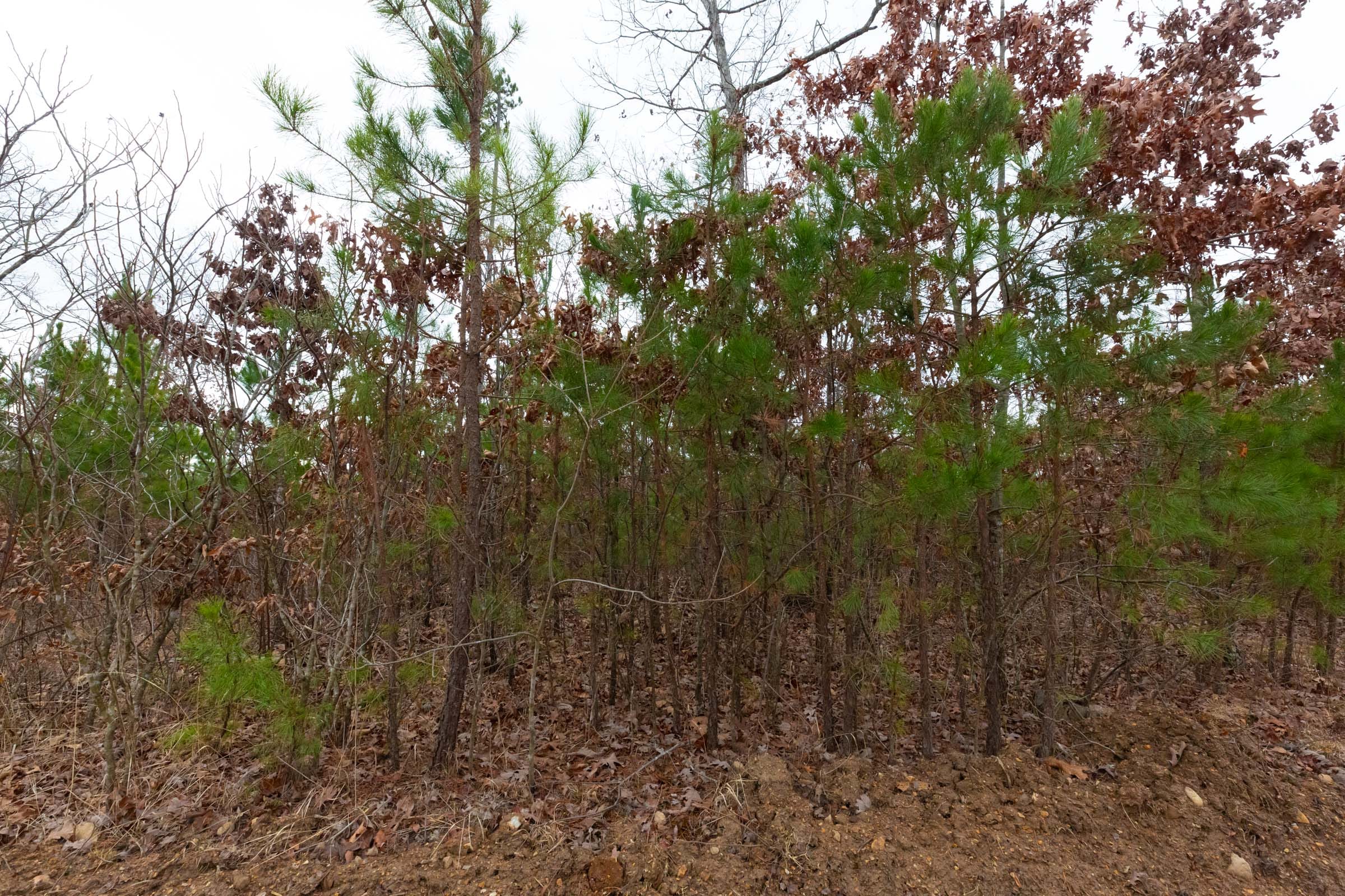 Windy Ridge Tract 13 photo 4