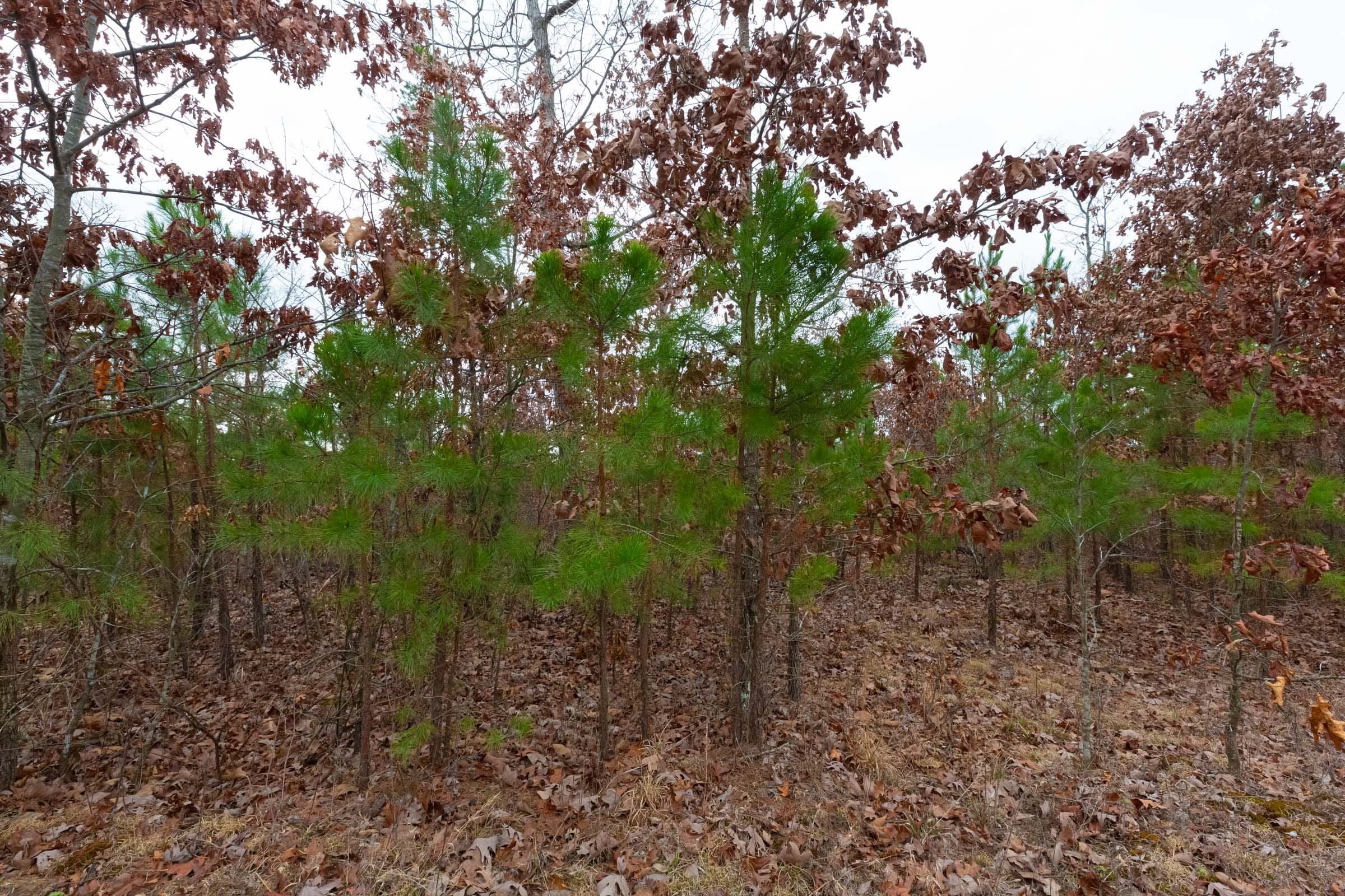 Windy Ridge Tract 13 photo 6