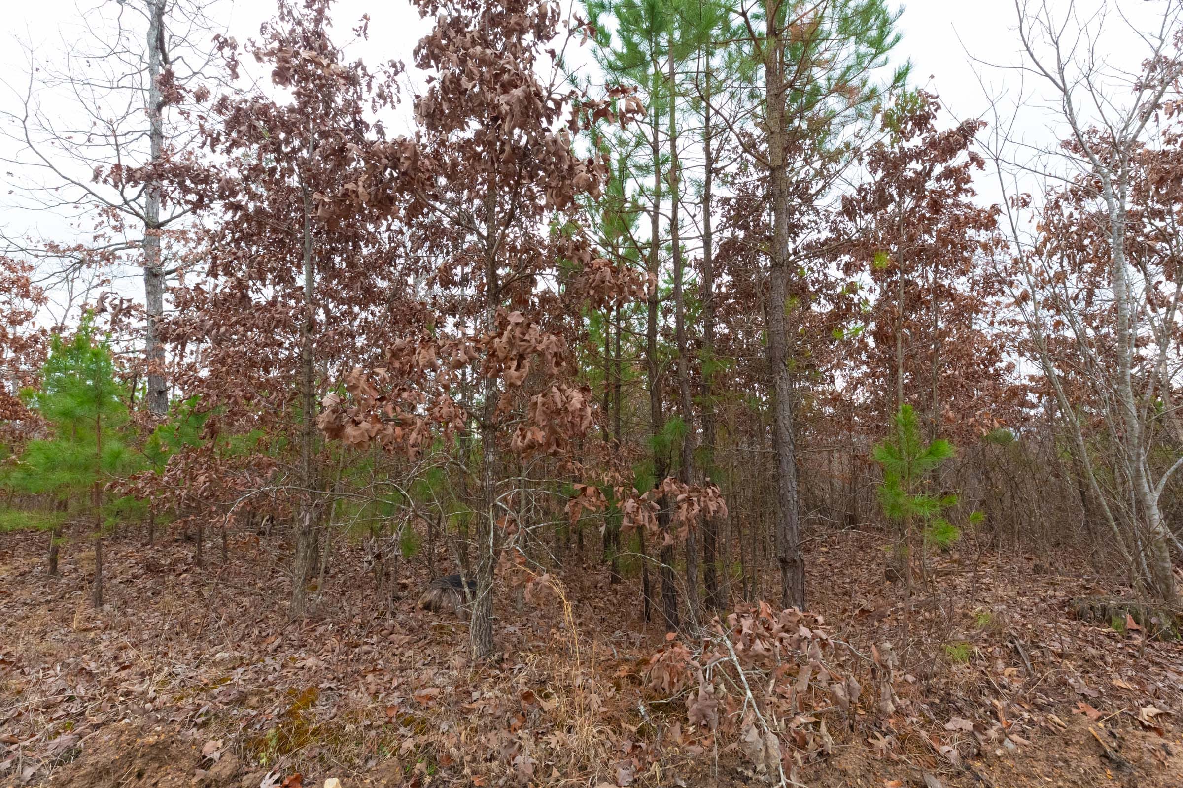 Windy Ridge Tract 13 photo 5