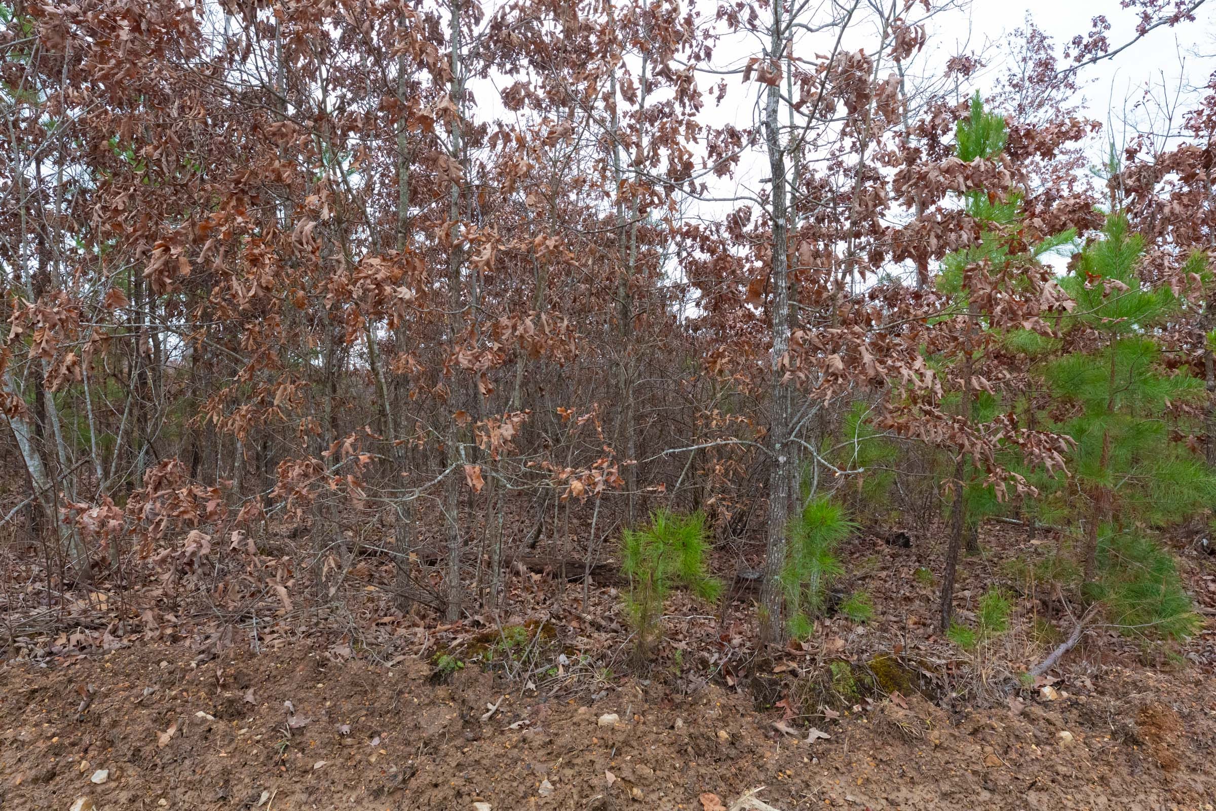 Windy Ridge Tract 13 photo 7