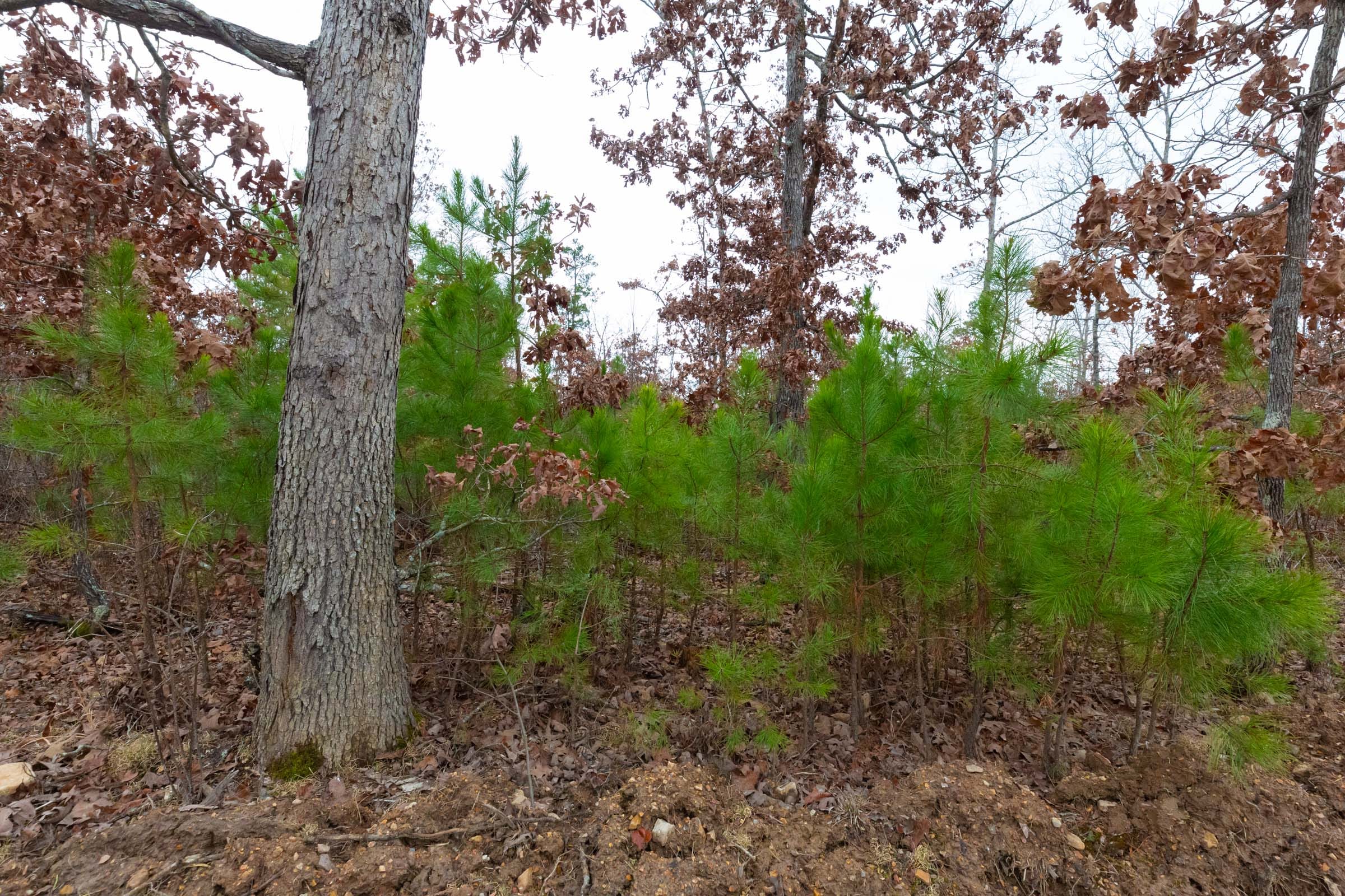 Windy Ridge Tract 13 photo 10