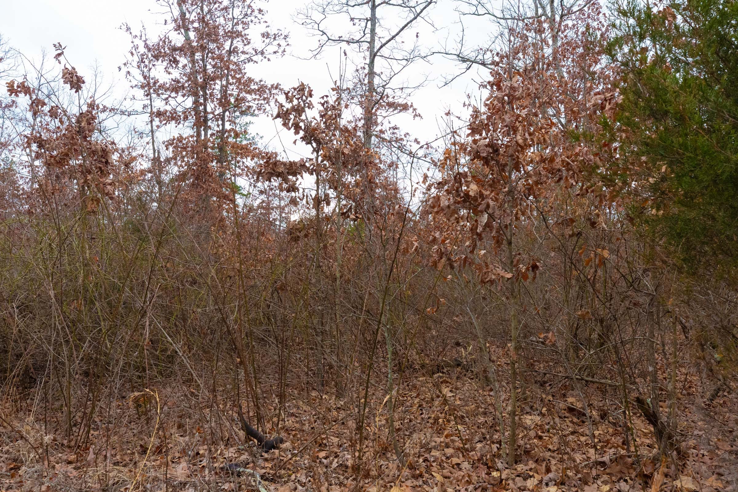 Windy Ridge Tract 13 photo 11