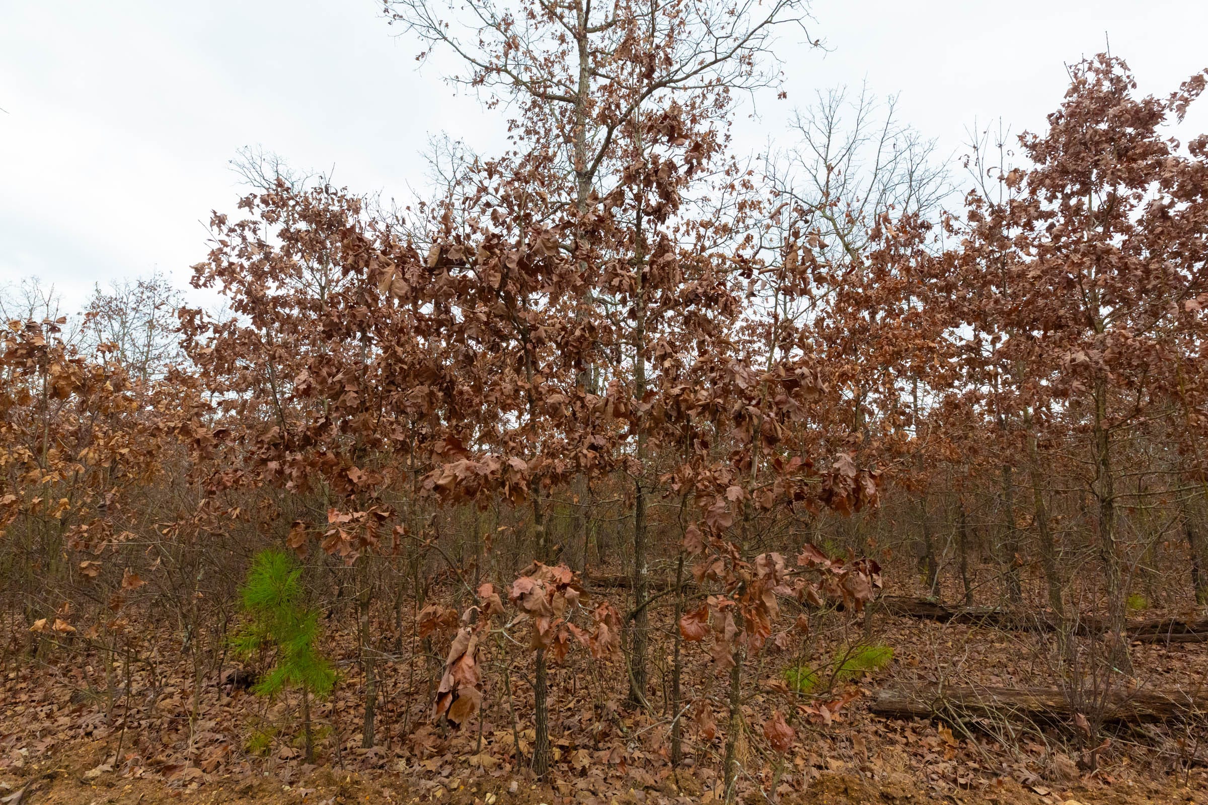 Windy Ridge Tract 13 photo 13