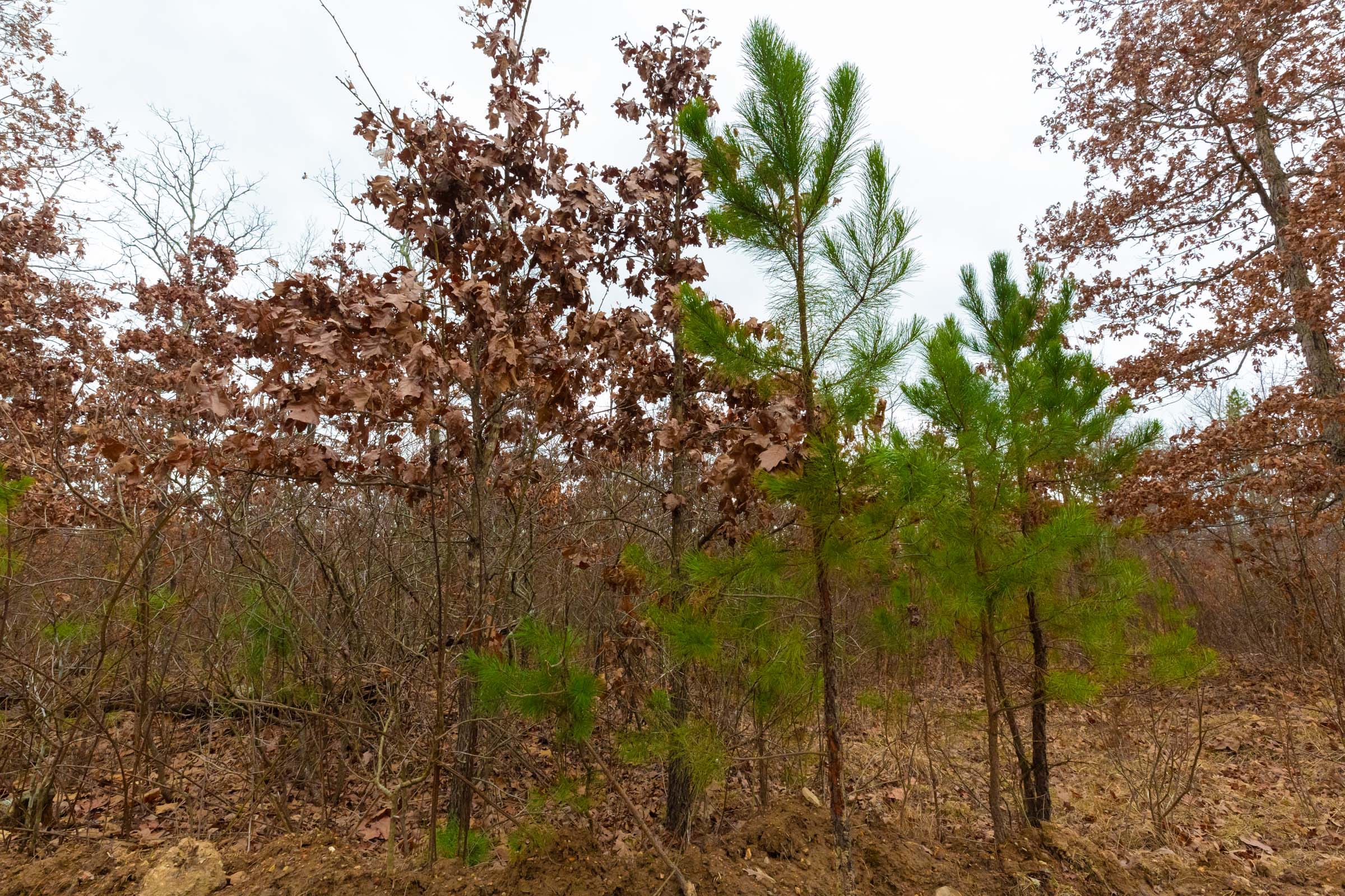 Windy Ridge Tract 13 photo 12