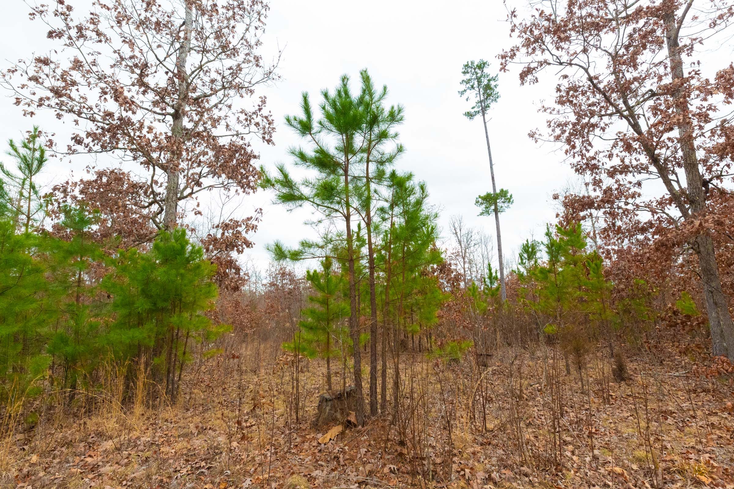 Windy Ridge Tract 13 photo 9