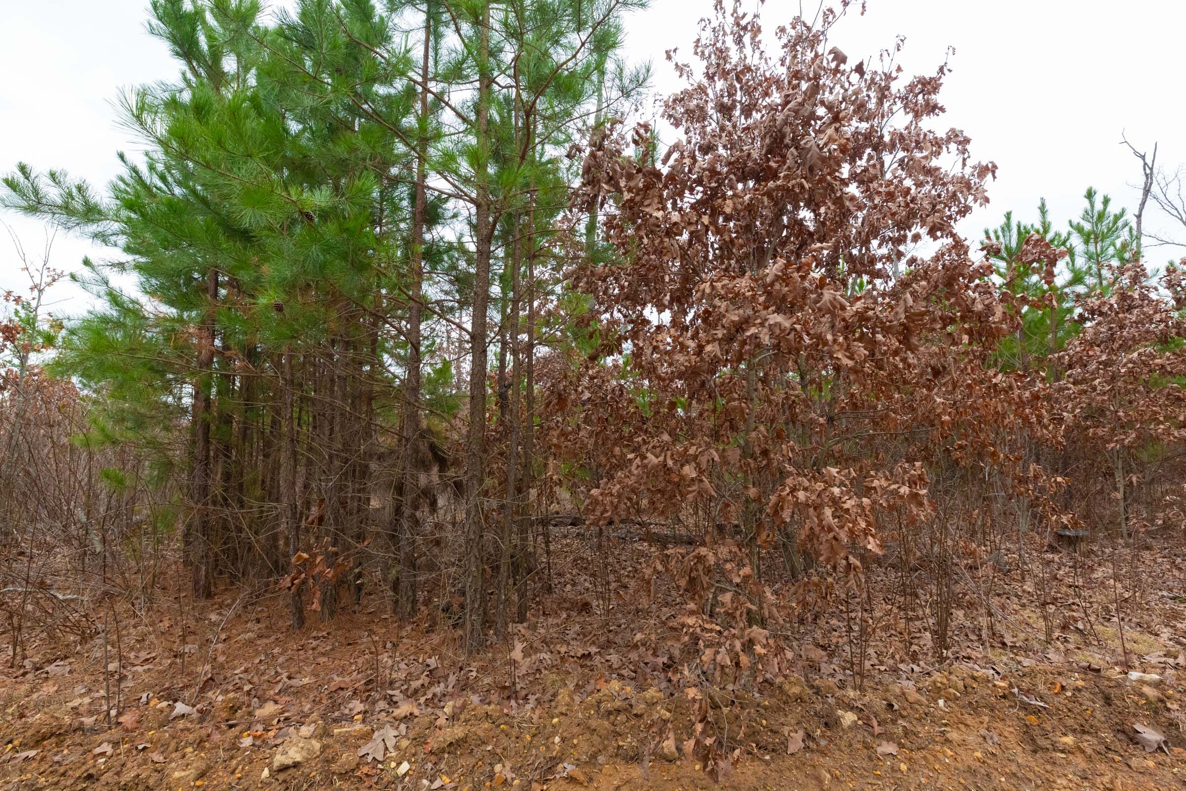Windy Ridge Tract 13 photo 14