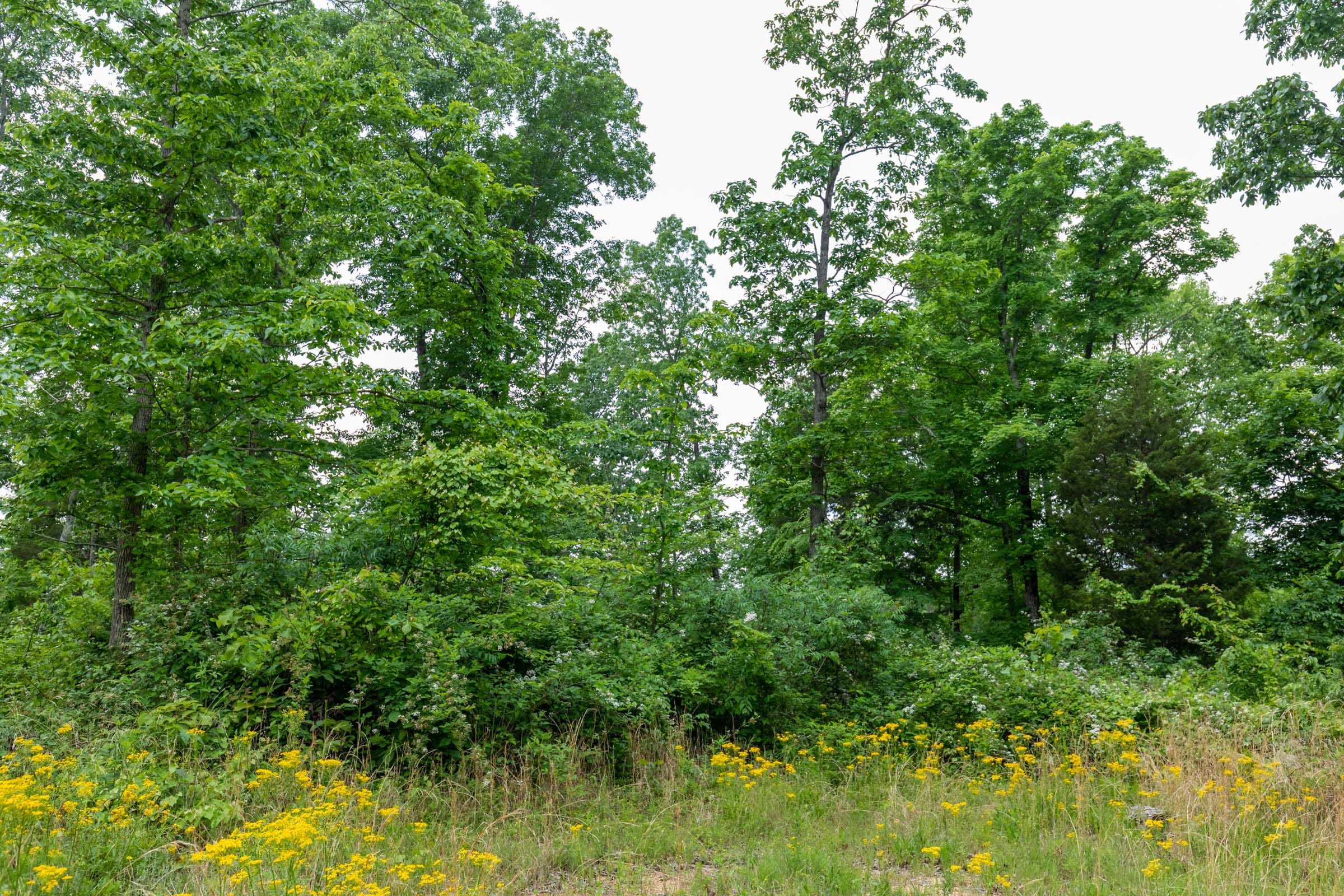 Cedar Creek Tract 11 photo 2