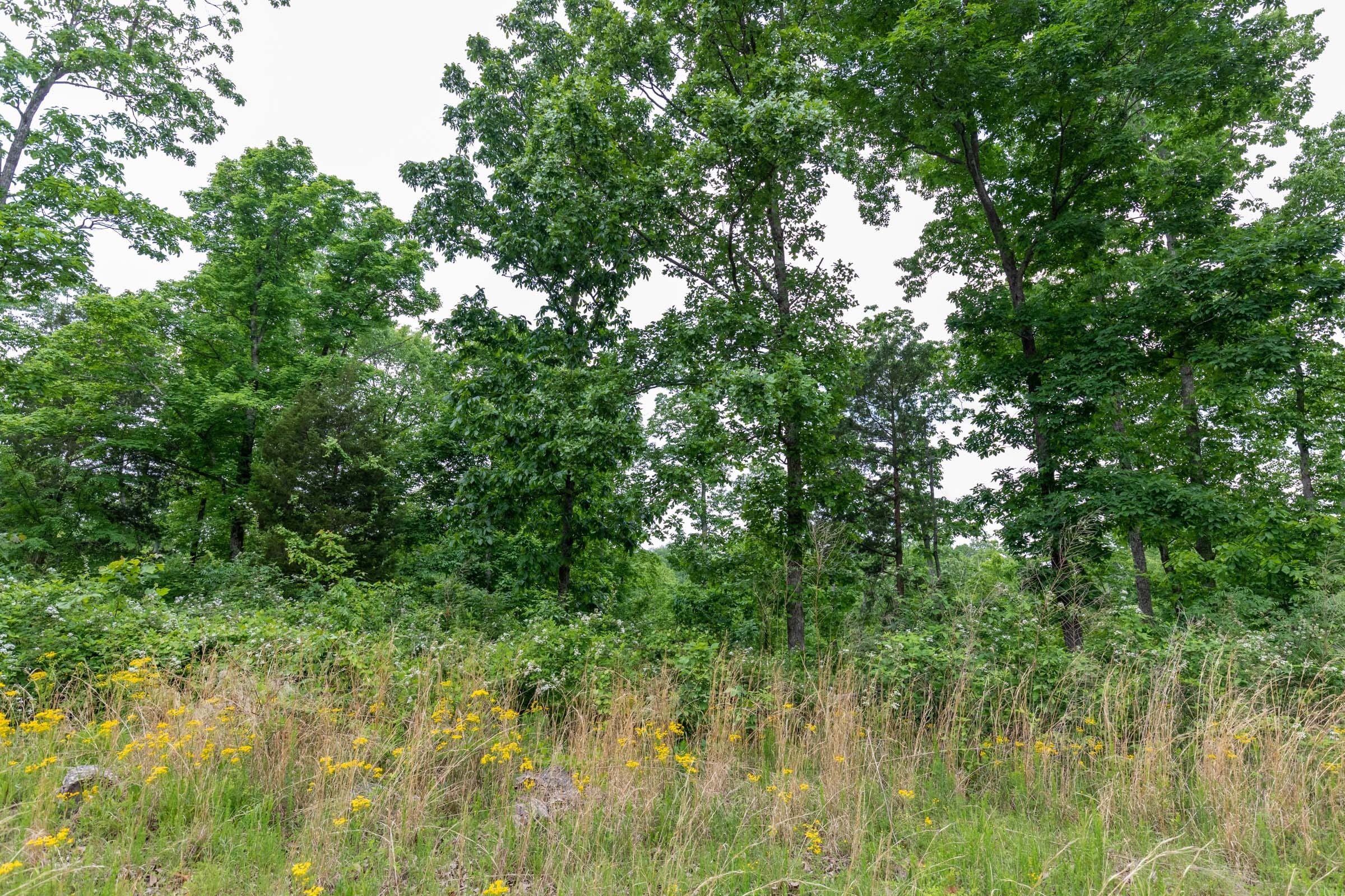 Cedar Creek Tract 11 photo 3