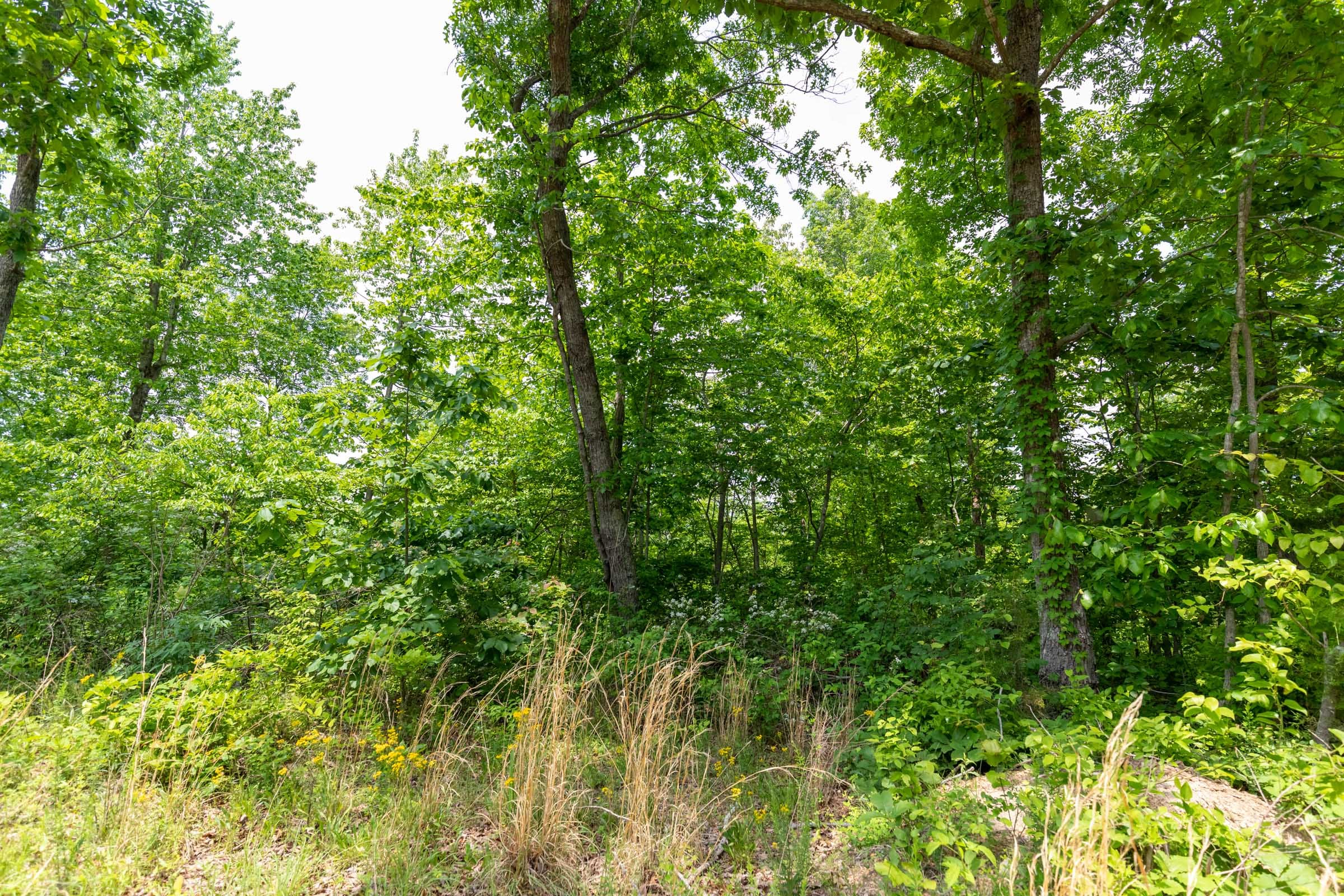 Cedar Creek Tract 11 photo 5