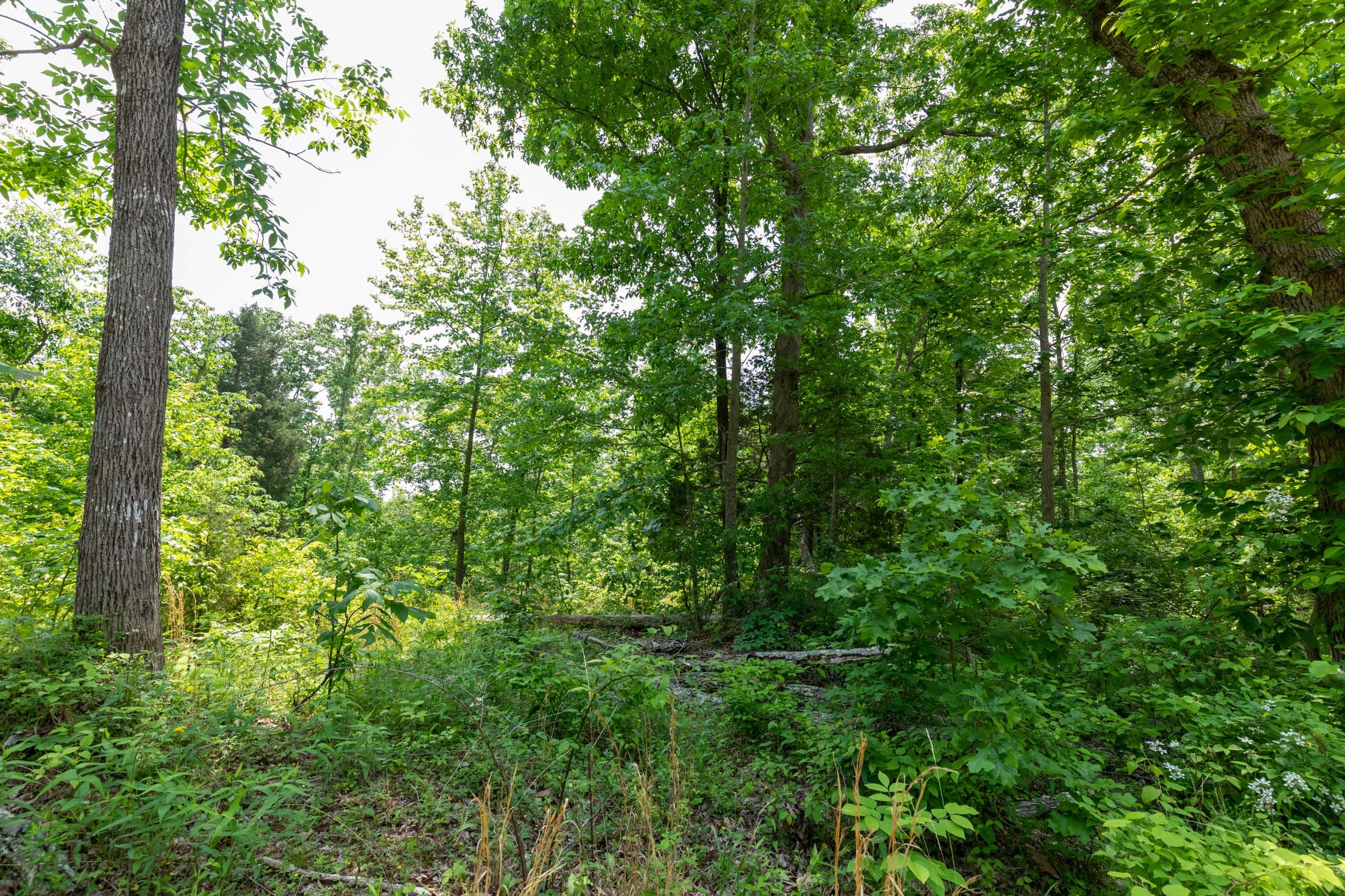Cedar Creek Tract 11 photo 6