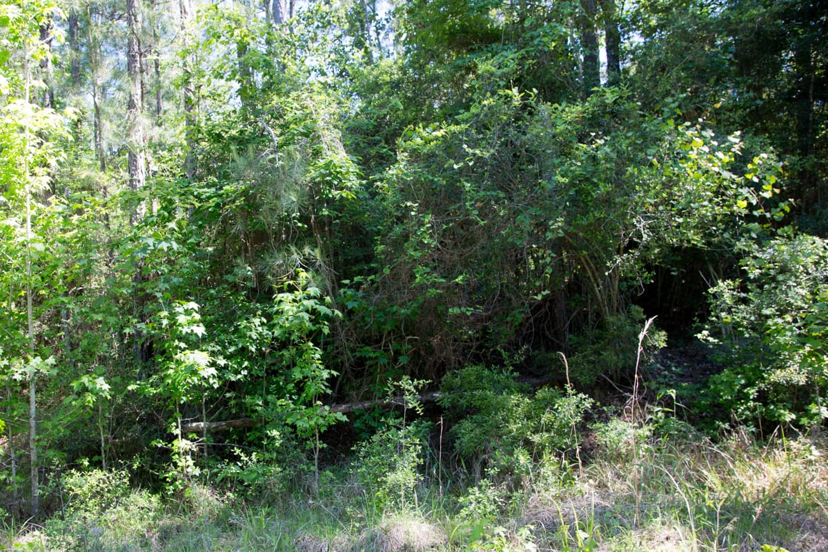 Rayburn Country Tract 284 photo 1