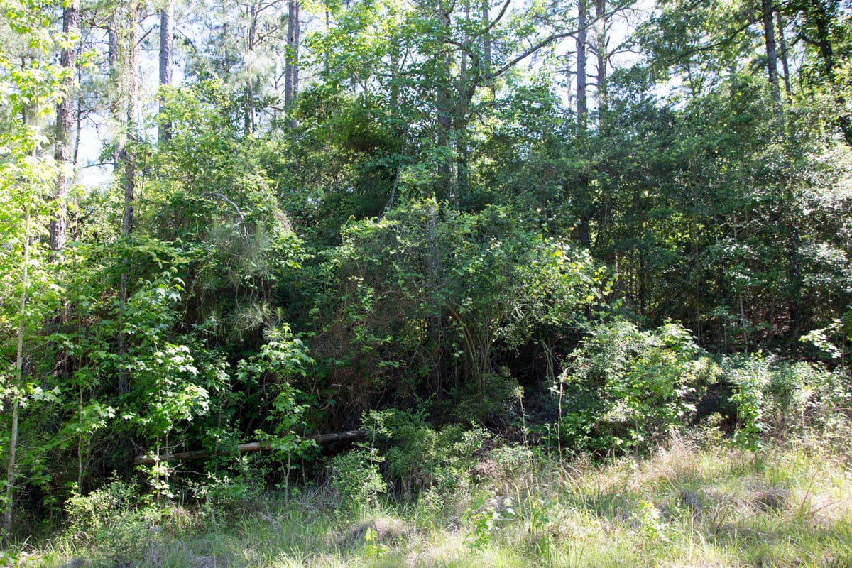 Rayburn Country Tract 284 photo 2