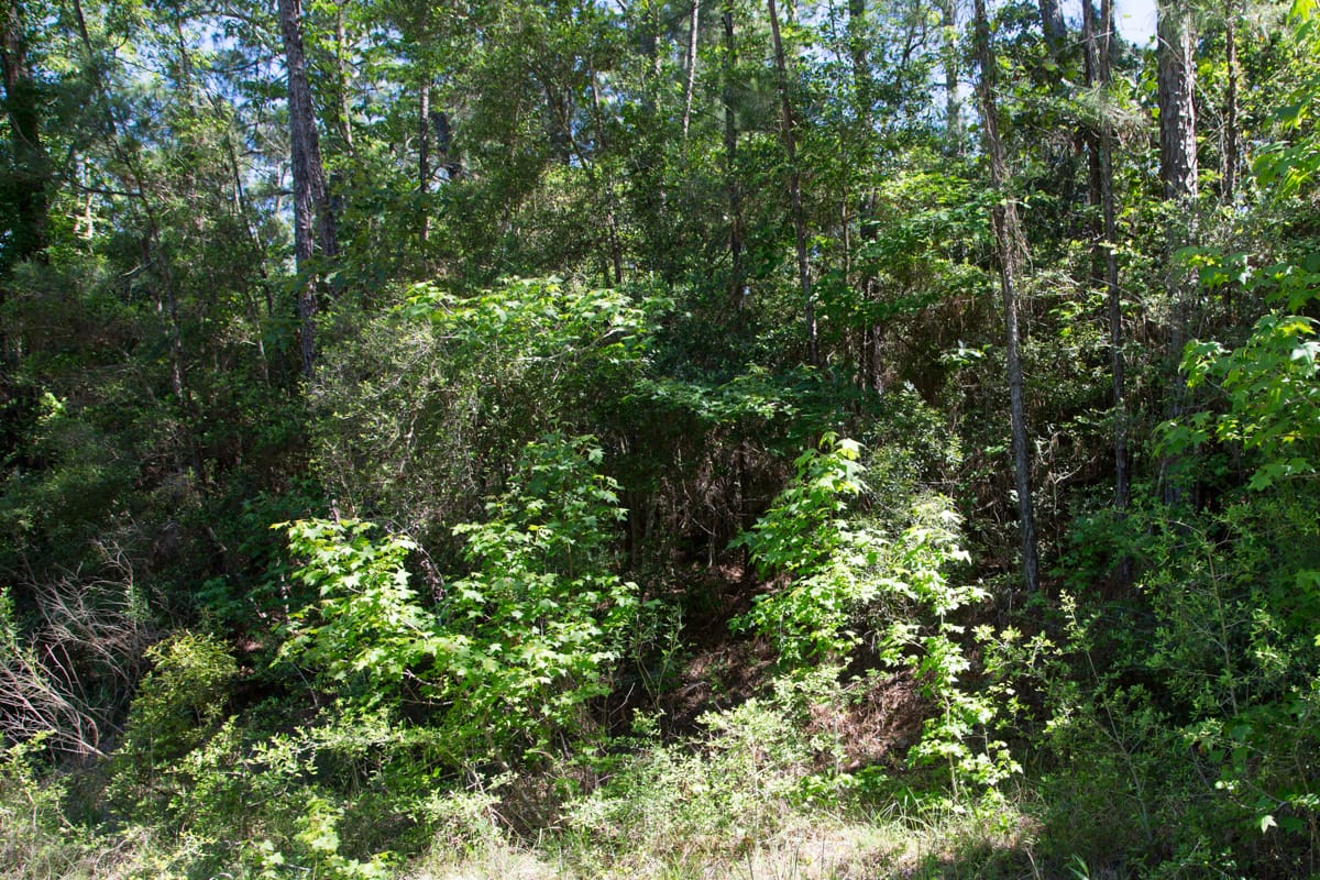 Rayburn Country Tract 284 photo 5