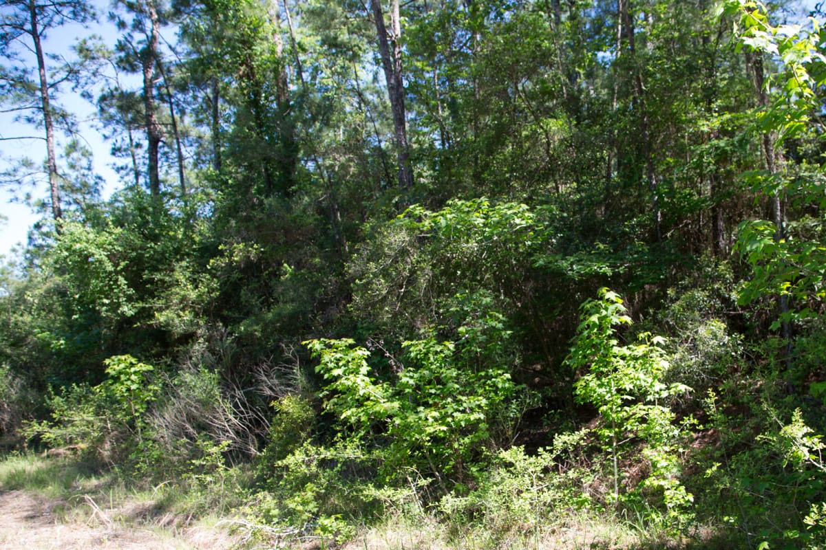 Rayburn Country Tract 284 photo 6