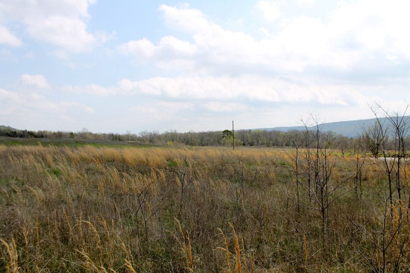 Daisy Meadows Tract 8 photo 2
