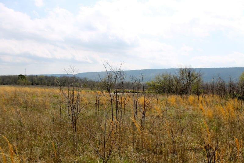 Daisy Meadows Tract 8 photo 4