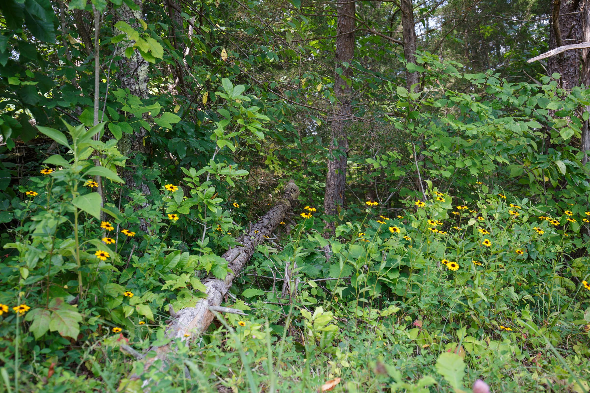 Rolling Hills Tract 1 photo 13