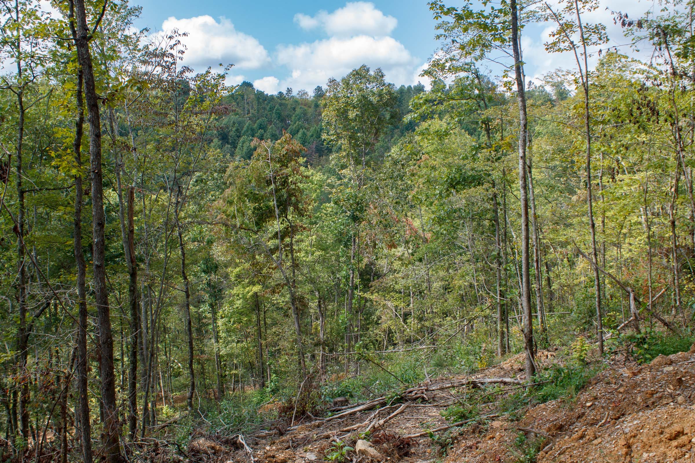 Wounded Oak Tract 14 photo 2