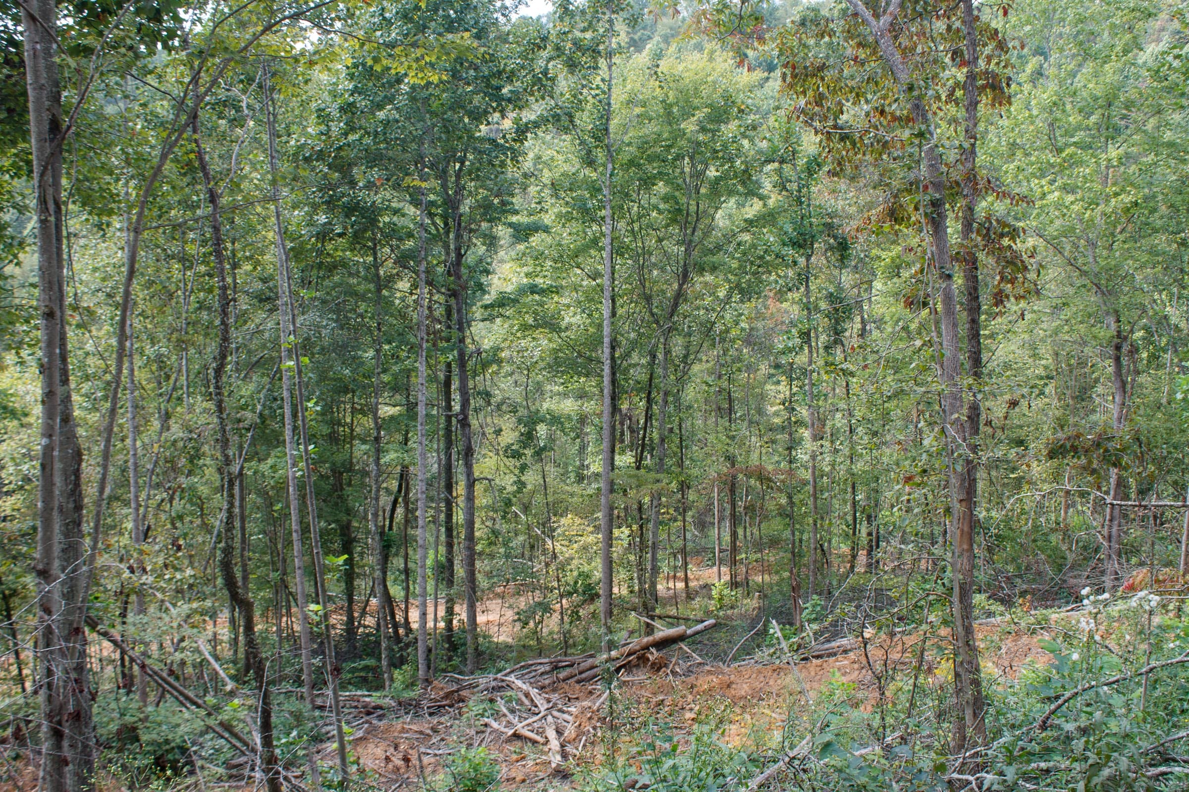 Wounded Oak Tract 14 photo 3