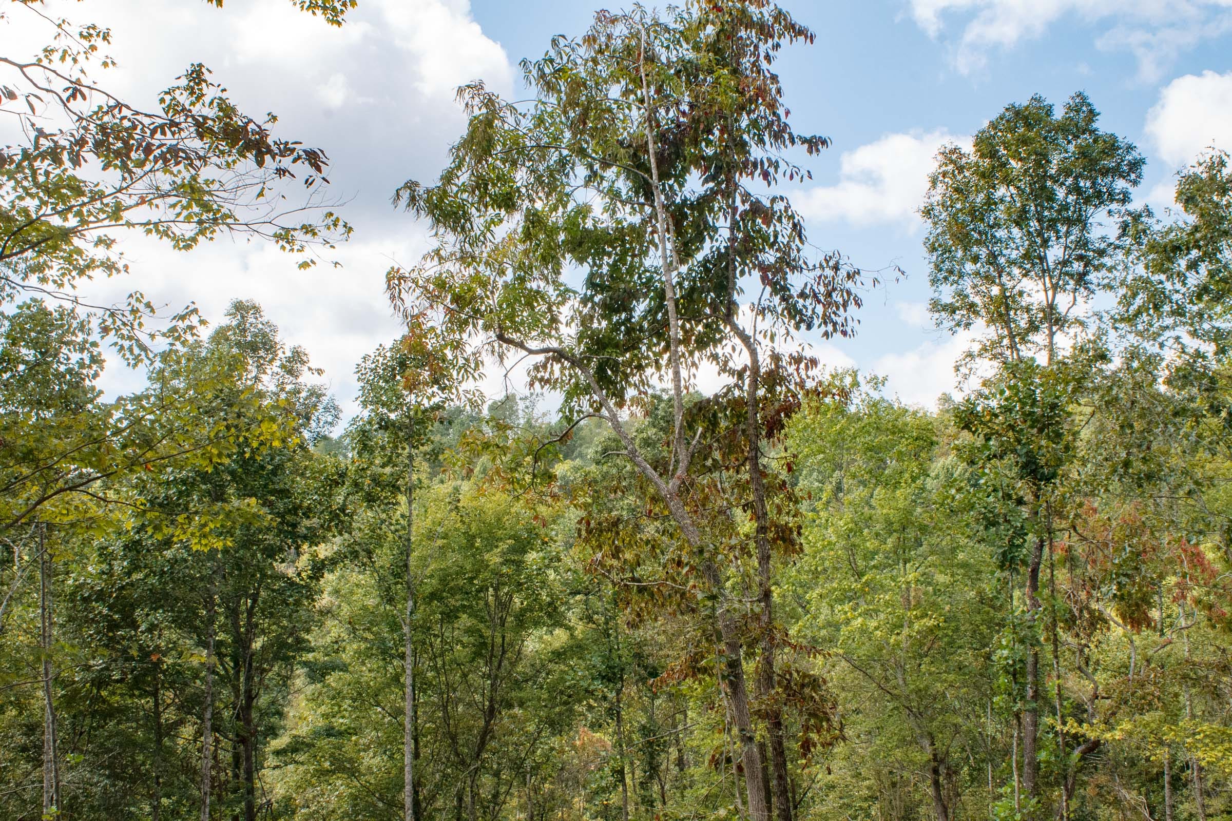 Wounded Oak Tract 14 photo 4
