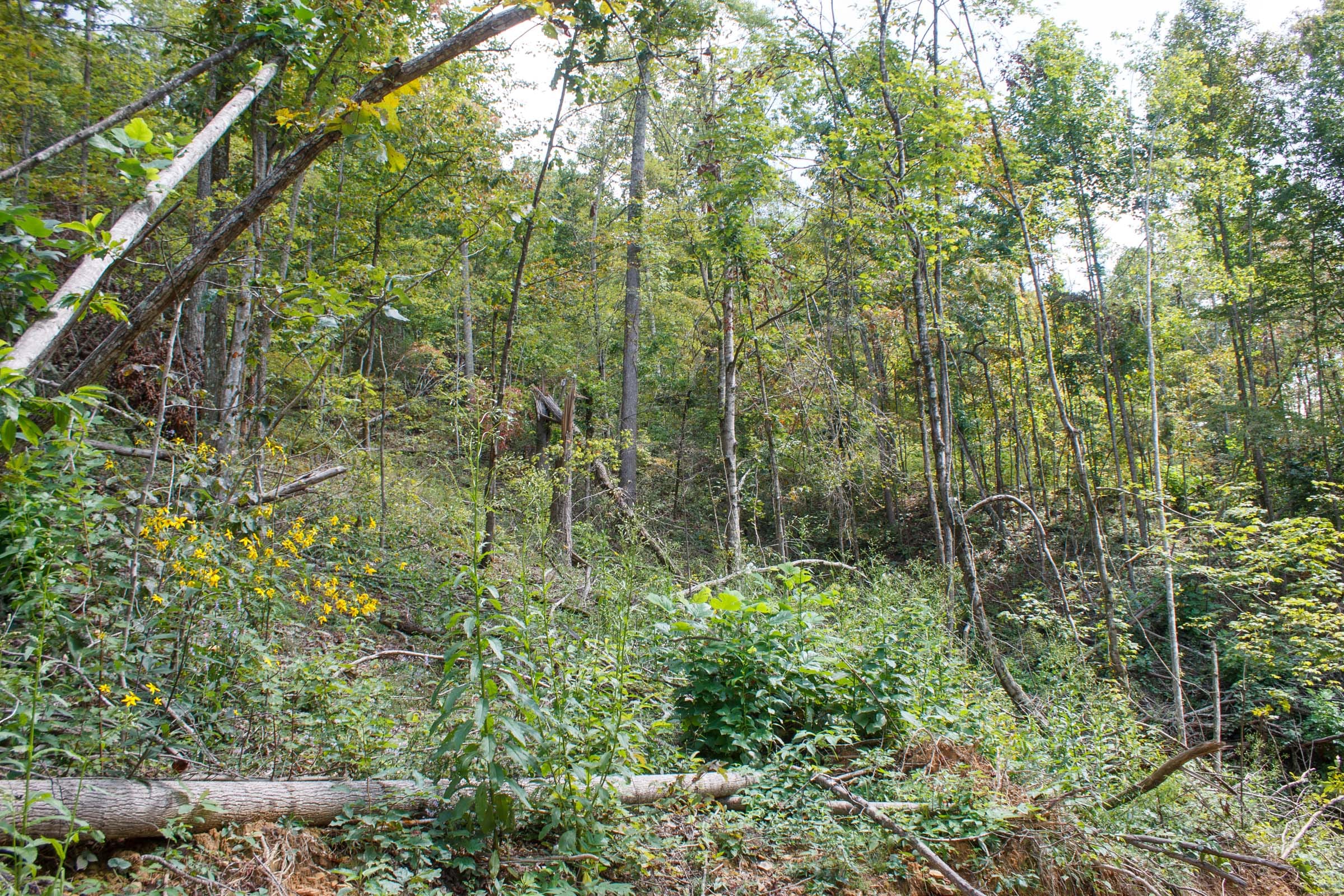 Wounded Oak Tract 14 photo 8