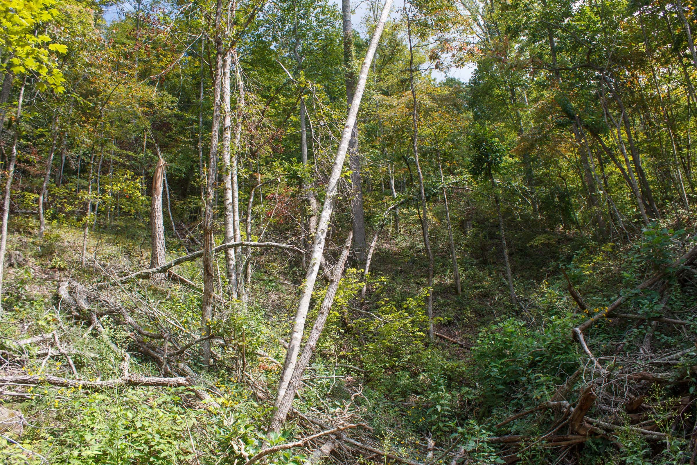 Wounded Oak Tract 14 photo 10
