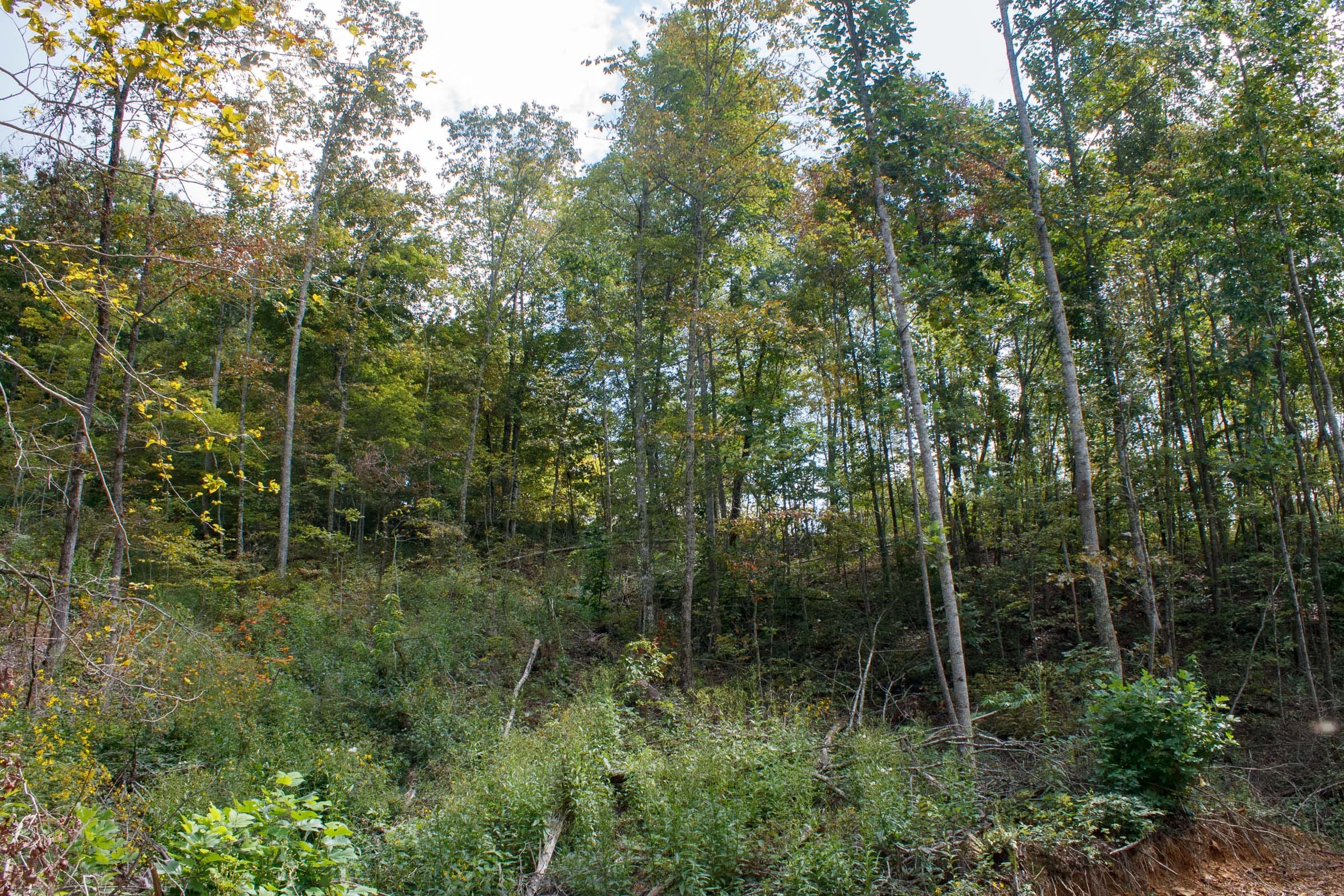 Wounded Oak Tract 14 photo 12