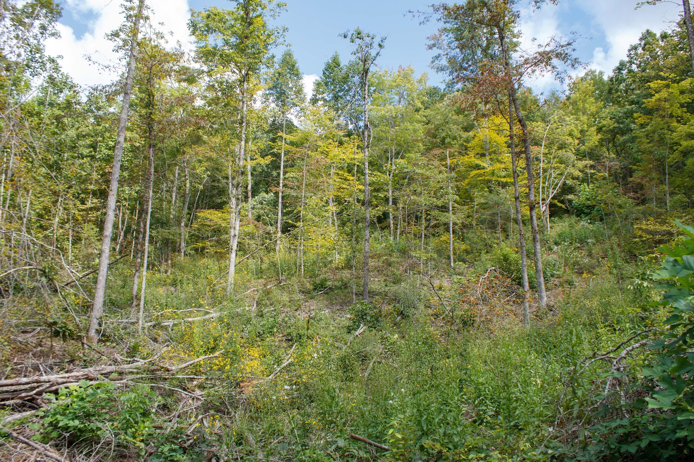 Wounded Oak Tract 14 photo 13