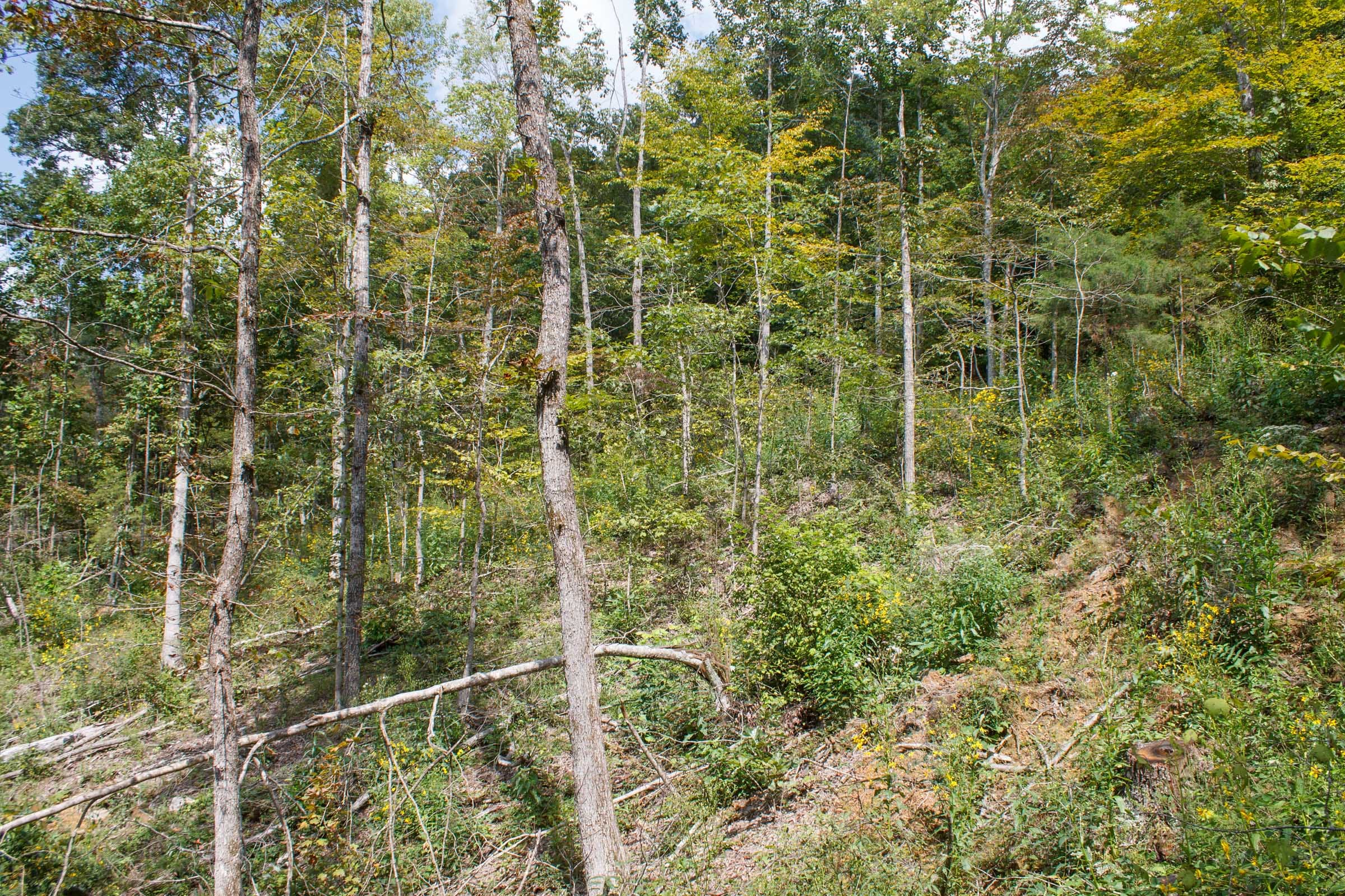 Wounded Oak Tract 14 photo 15
