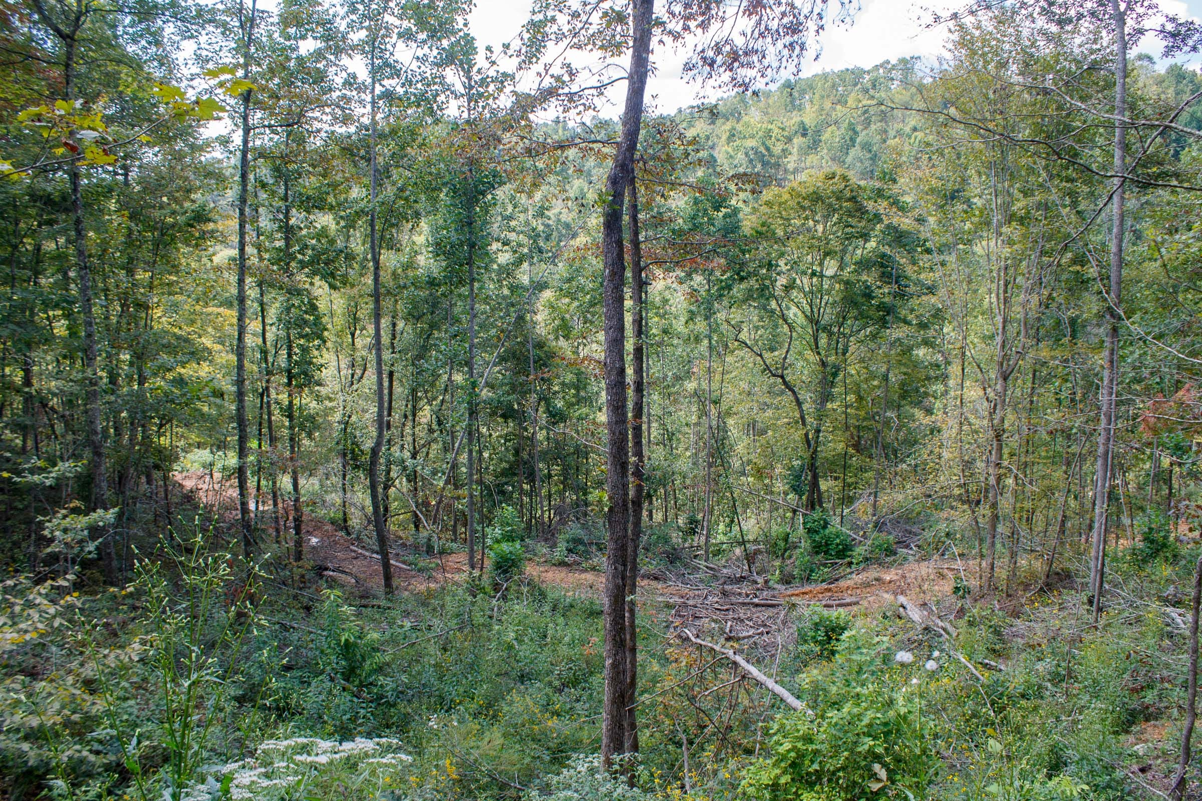 Wounded Oak Tract 14 photo 16