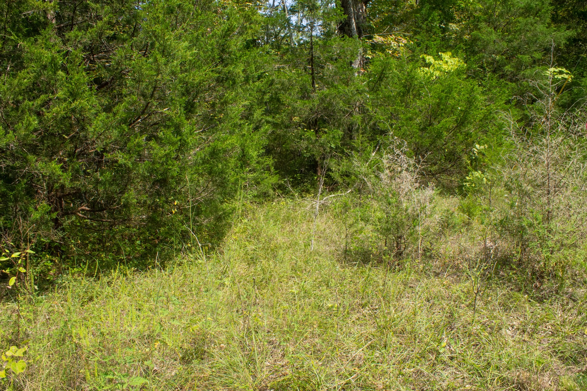 Bluegrass Ridge Tract 8 photo 3