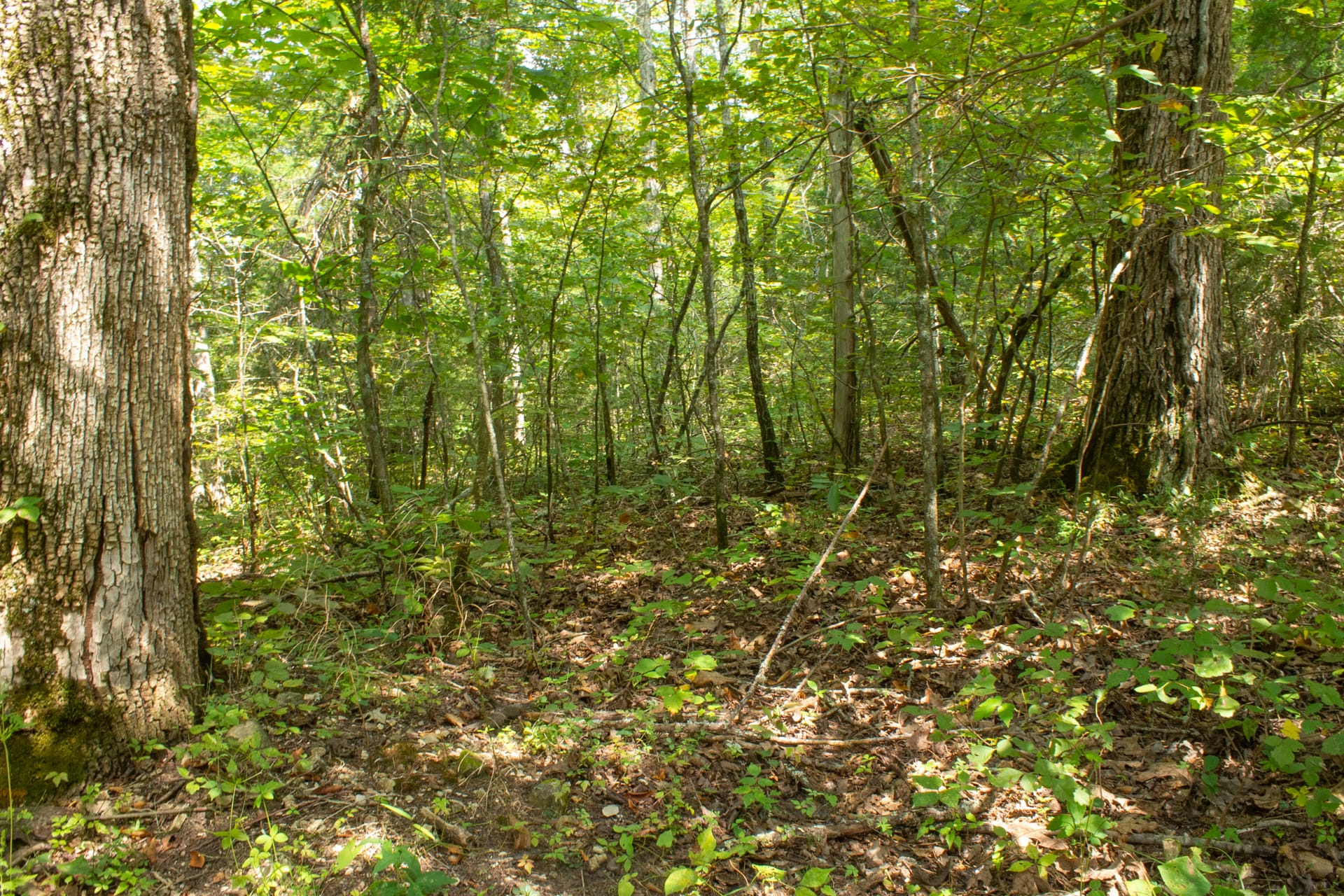 Bluegrass Ridge Tract 8 photo 4
