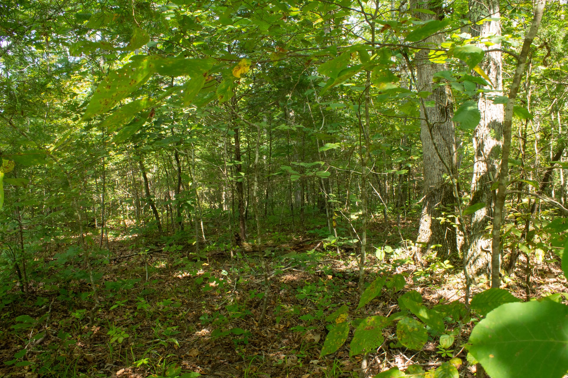 Bluegrass Ridge Tract 8 photo 6