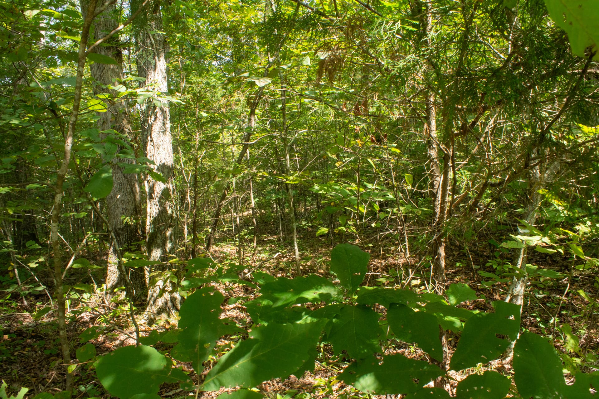 Bluegrass Ridge Tract 8 photo 7