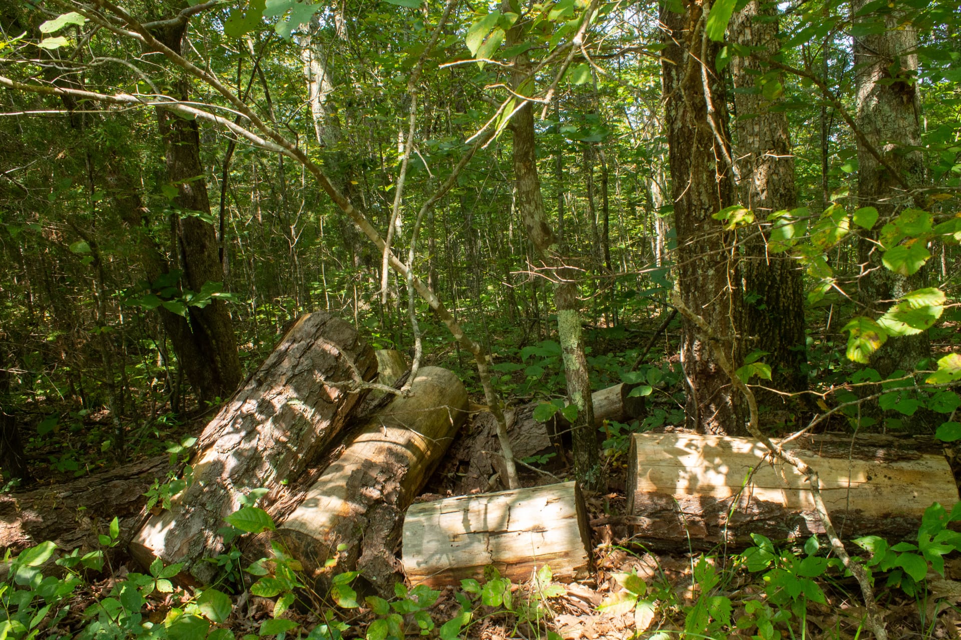 Bluegrass Ridge Tract 8 photo 8