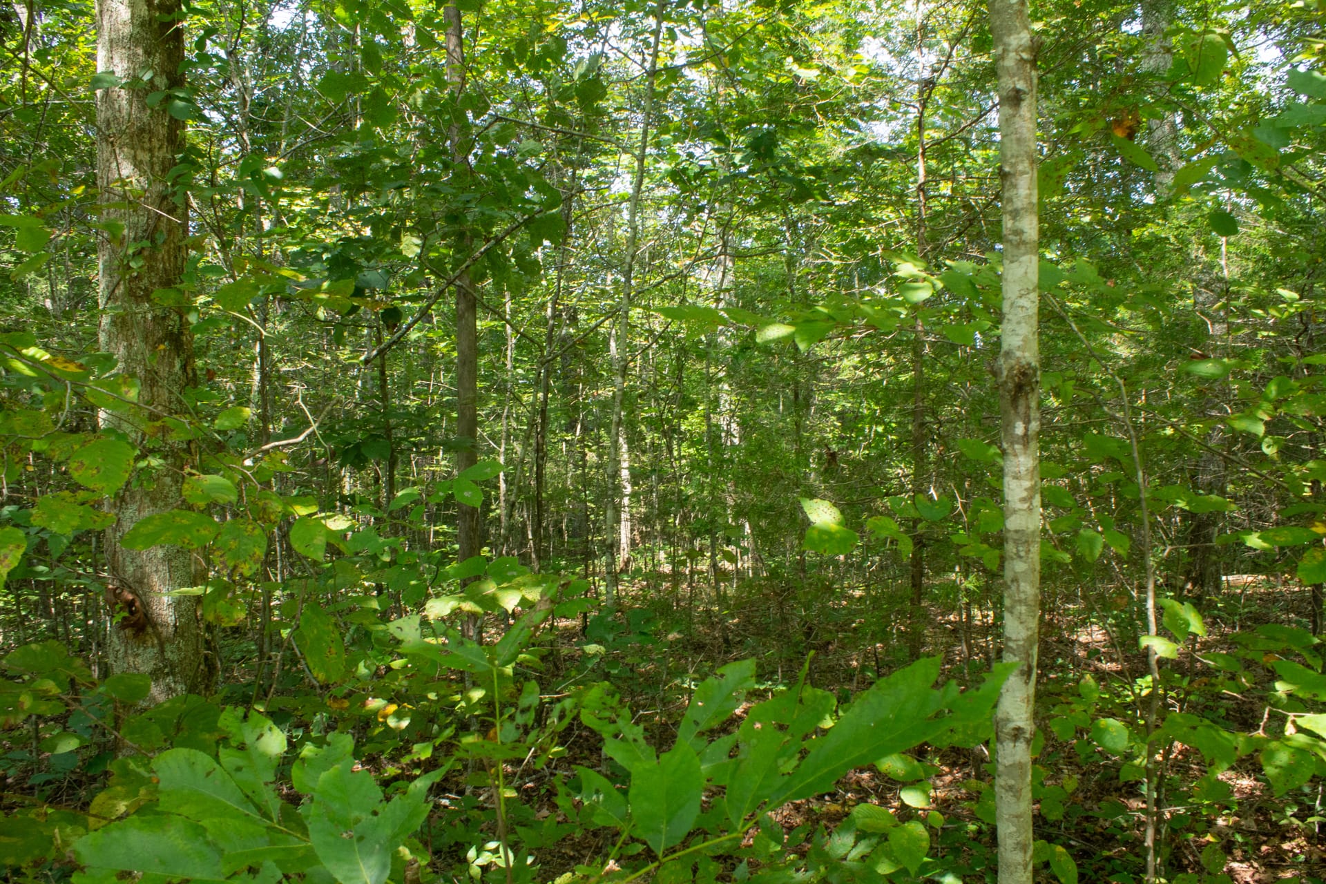 Bluegrass Ridge Tract 8 photo 9