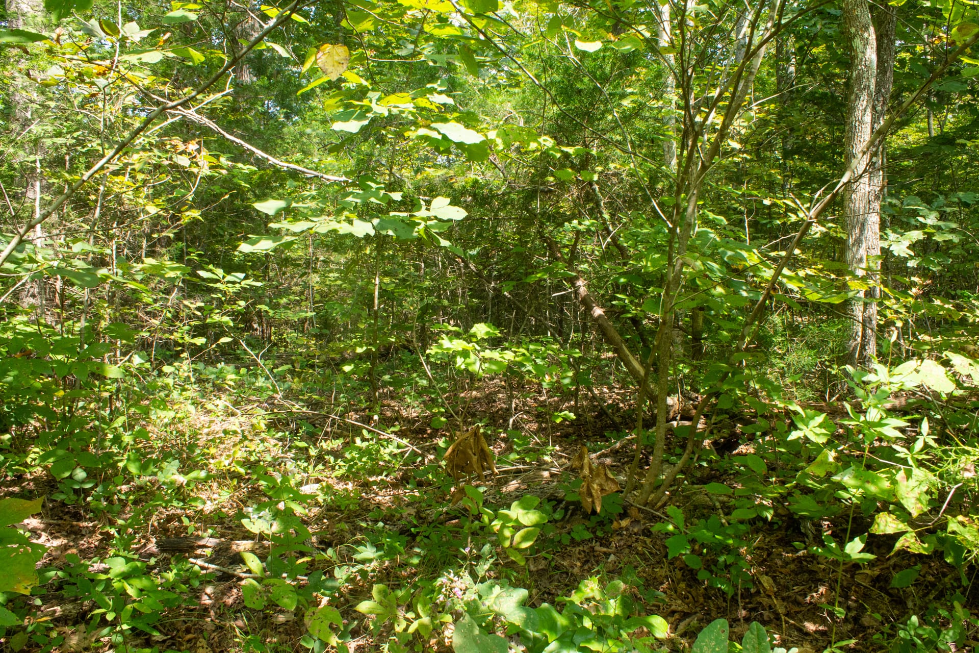 Bluegrass Ridge Tract 8 photo 10