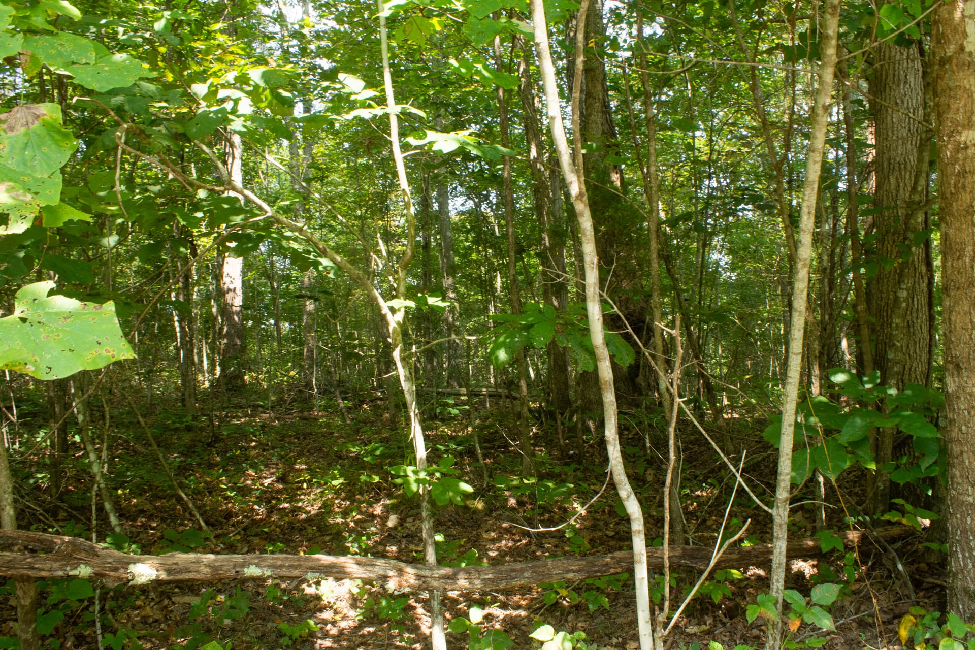 Bluegrass Ridge Tract 8 photo 12