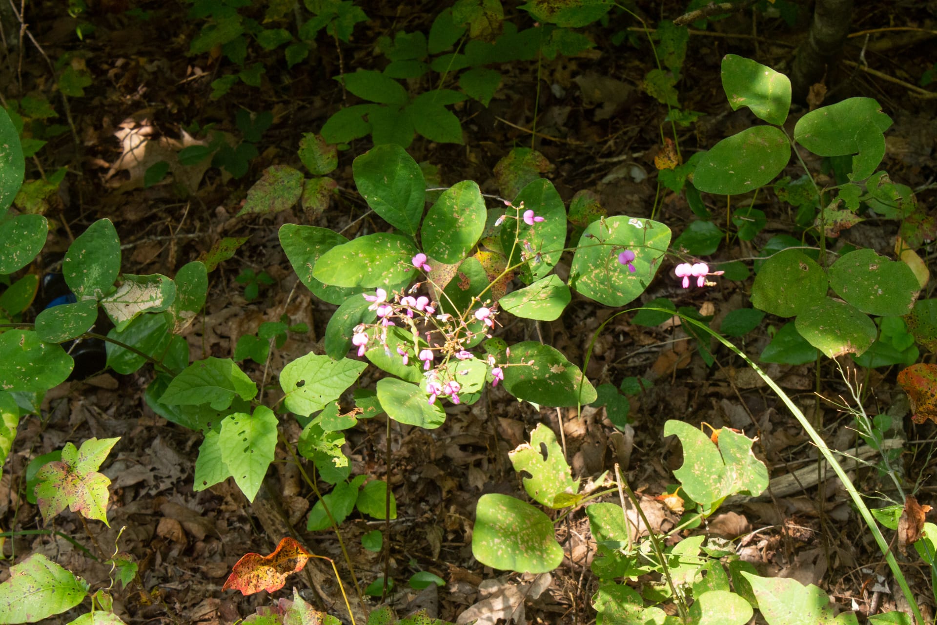 Bluegrass Ridge Tract 8 photo 13