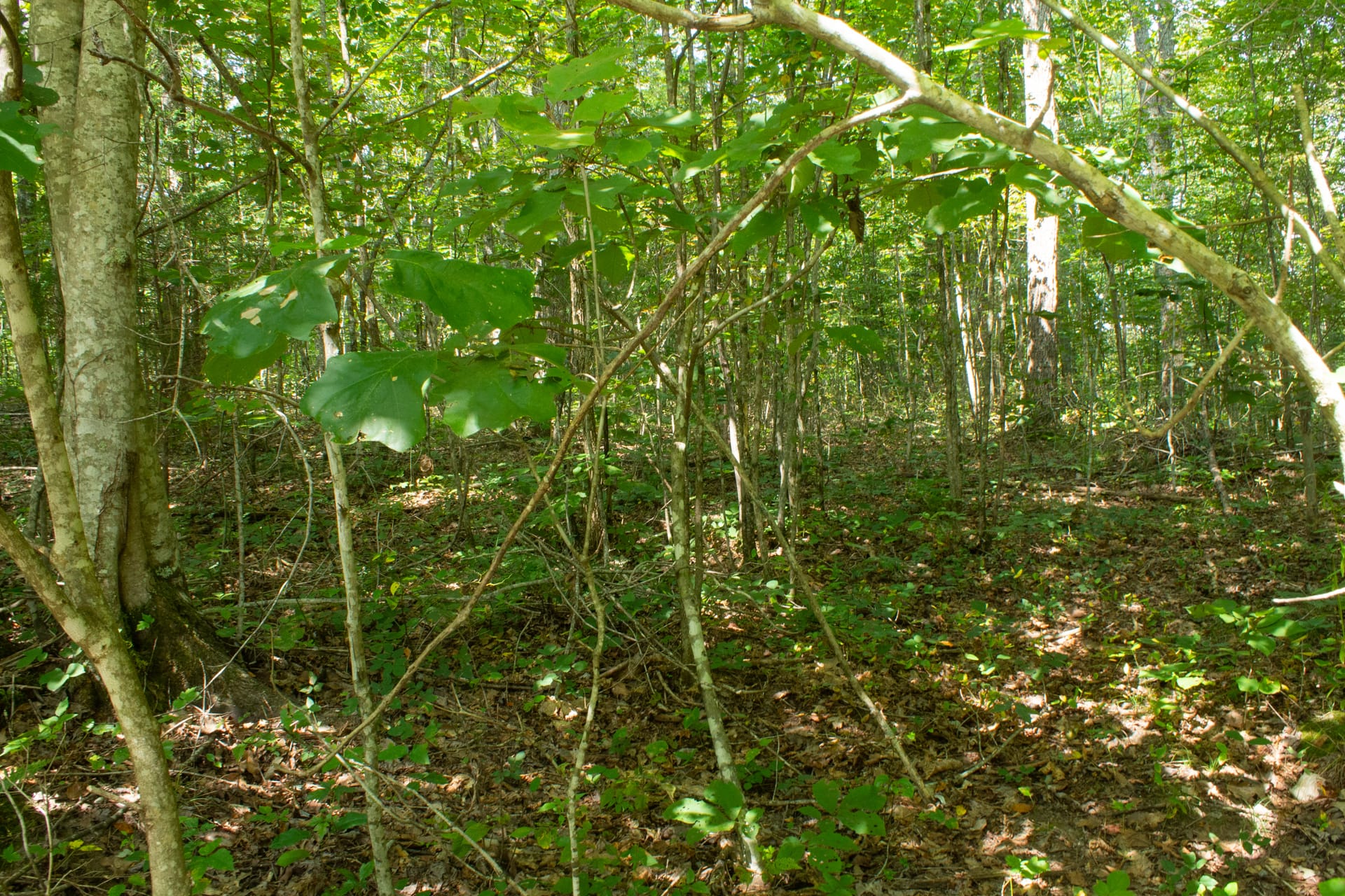 Bluegrass Ridge Tract 8 photo 14