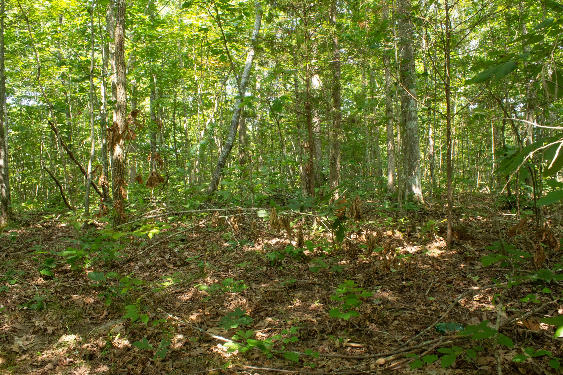 Bluegrass Ridge Tract 8 photo 15