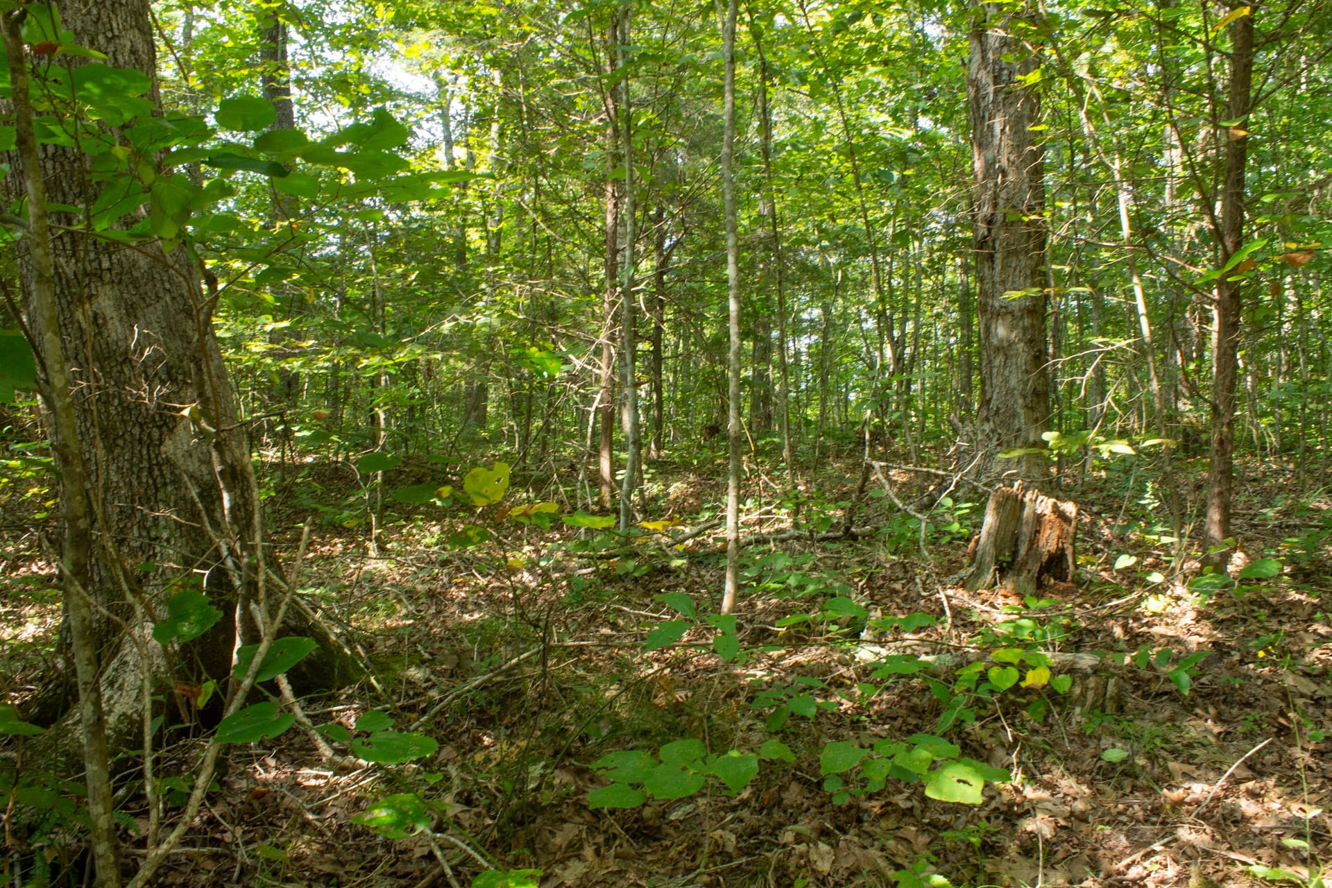 Bluegrass Ridge Tract 8 photo 16