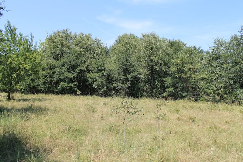 Daisy Meadows Tract 36 photo 4