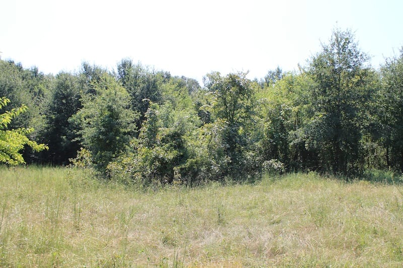 Daisy Meadows Tract 36 photo 5