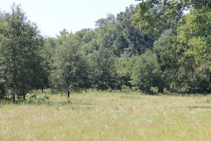 Daisy Meadows Tract 36 photo 6