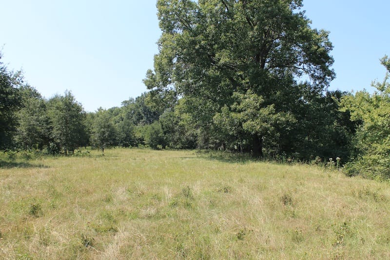 Daisy Meadows Tract 36 photo 7