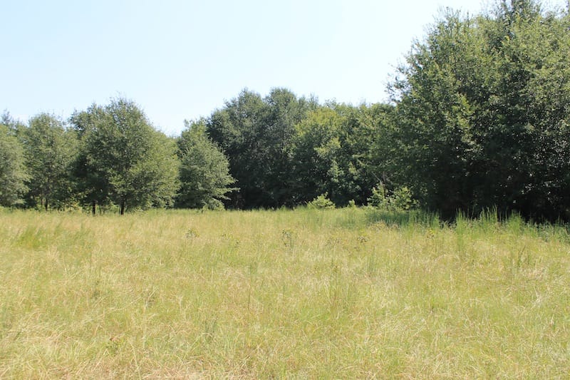 Daisy Meadows Tract 36 photo 8