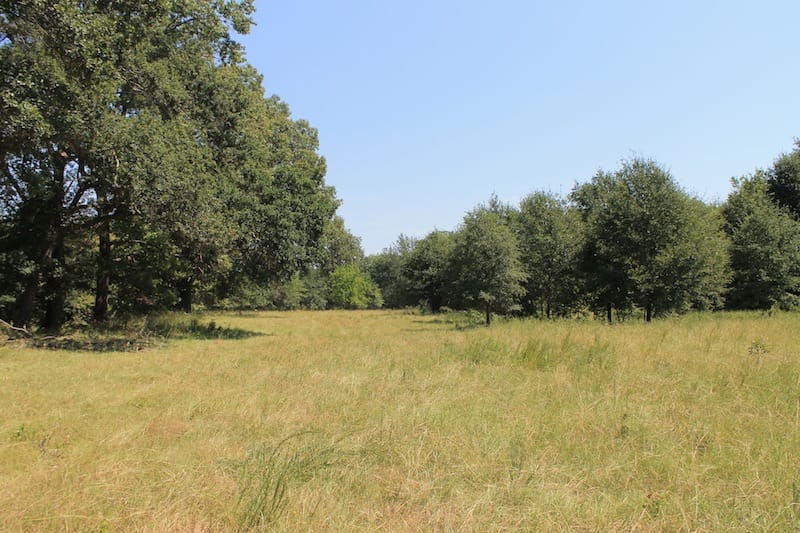 Daisy Meadows Tract 36 photo 9