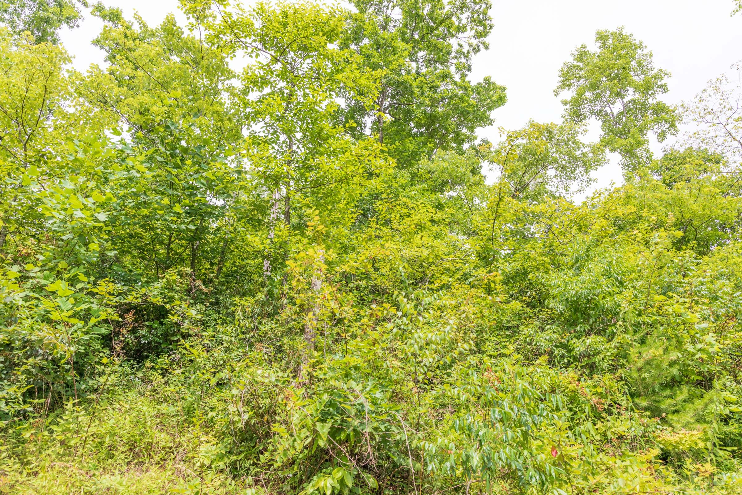 River’s Edge Tract 32 photo 2
